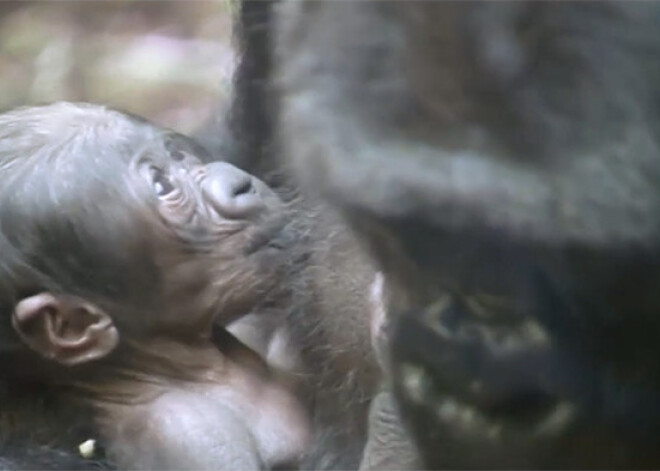 Vācieši lepni: traģēdiju mocītajai gorillai Širai piedzimis bēbītis. VIDEO