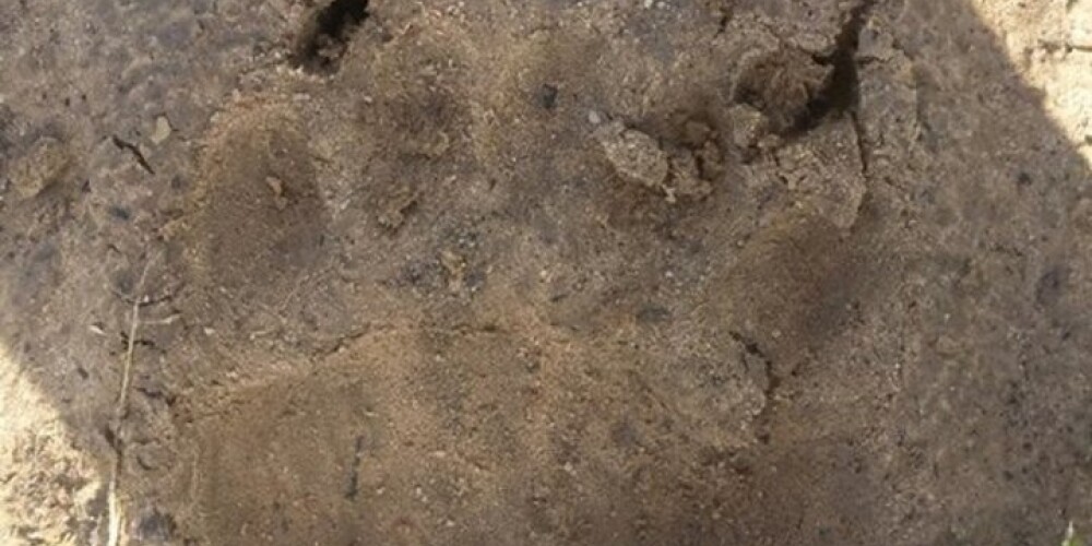 Netālu no Plakanciema smiltīs ieraudzīta lāča pēda, cilvēkiem tur jāuzmanās