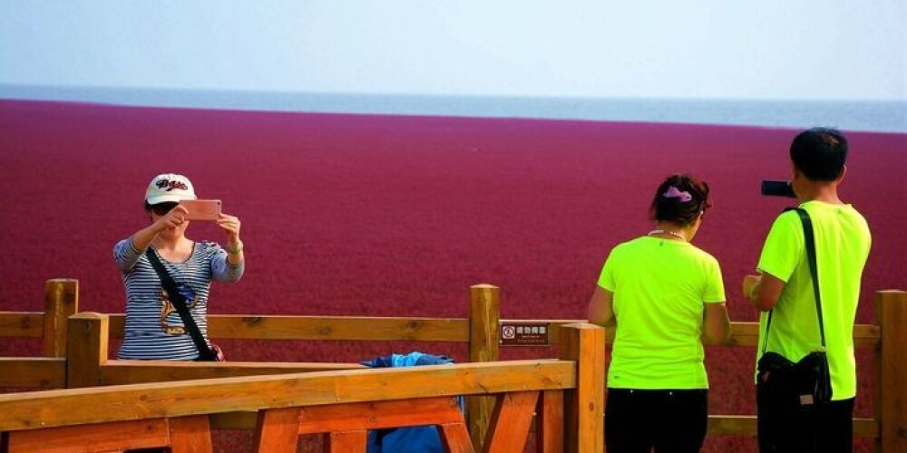 Elpu aizraujošs skats Ķīnā - kilometriem plašs sarkans paklājs. FOTO