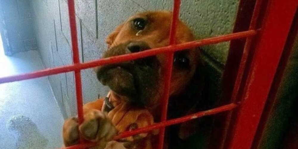 Невероятно эмоциональное фото из собачьего приюта тронуло тысячи сердец
