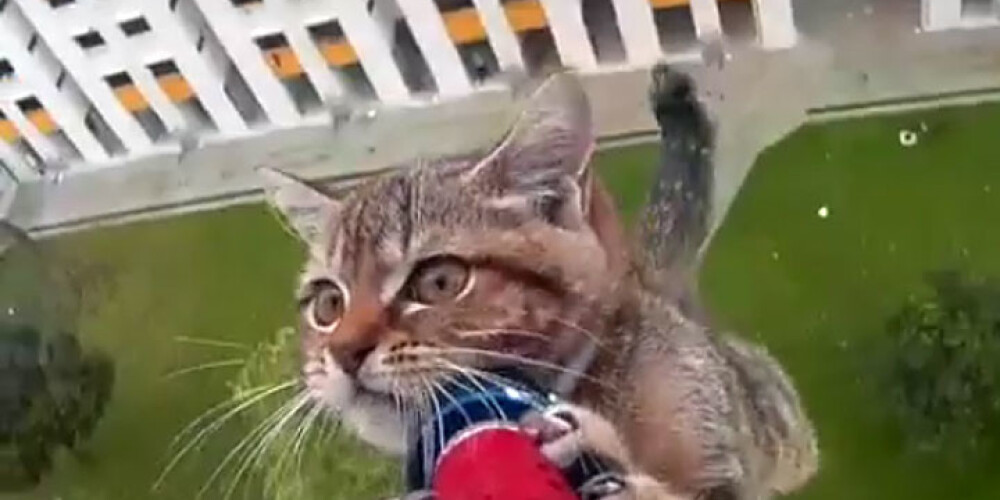 Kā glābēji no 12. stāva ziņkārīgu kaķēnu glāba. VIDEO
