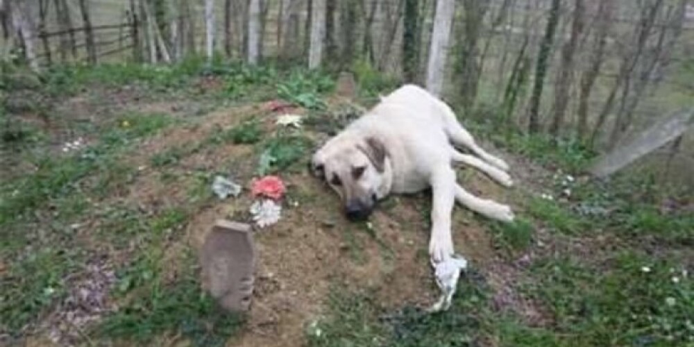 Лучший друг: каждый день пес навещает могилу хозяина