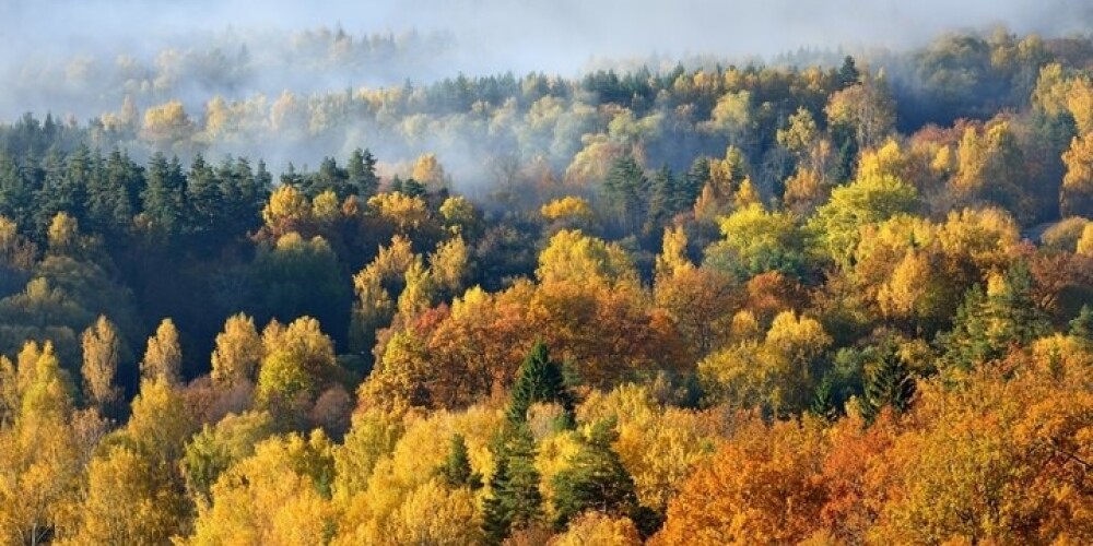Nākamnedēļ Latvijā gaidāma zelta rudens kulminācija