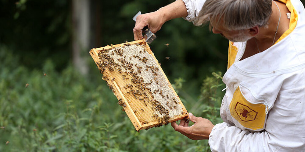 Par likvidētām cūkām un iznīcinātām bitēm izmaksās 22 896 eiro kompensācijas