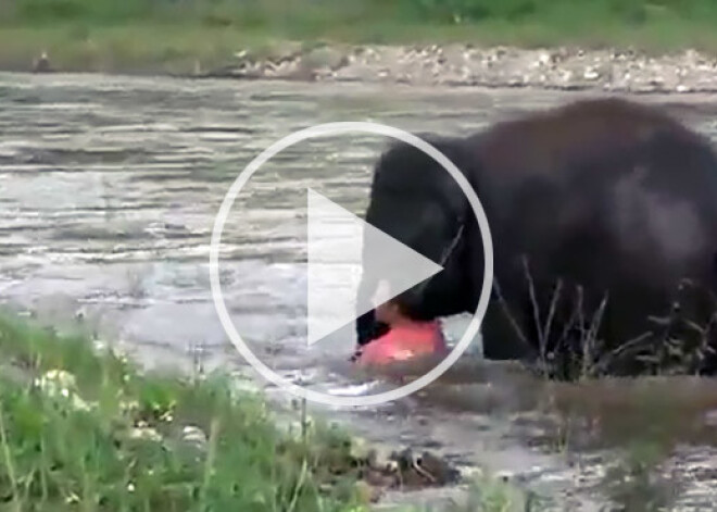 Ziloņu meitenes un viņas trenera nesaraujamā saite. VIDEO