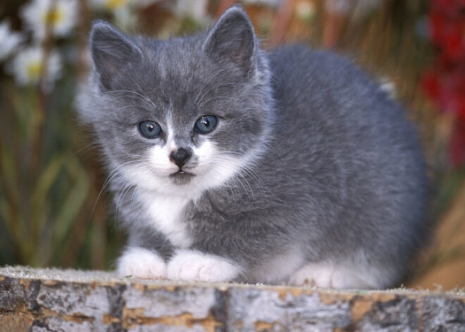 Tavs horoskops šodienai. Svētdiena, 22. oktobris