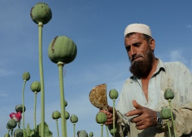 Heroīnam nepieciešamās opija magones šogad Afganistānā aug griezdamies. FOTO