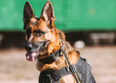 Bruņotie spēki iesnieguši prasību pret "Dogo"; viņu pārtika kaitējot suņiem
