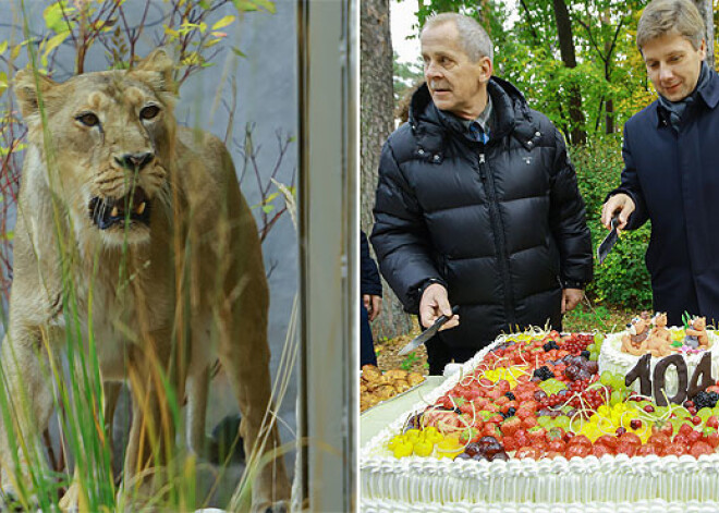 Rīgas zoodārzs 104. dzimšanas dienu nosvin, atklājot atjaunoto Lauvu mītni. FOTO