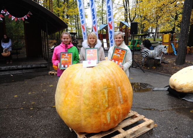 Latvijas lielāko ķirbi – 404 kilogramus smago ogu Kurmāles pagastā izaudzējusi Neimaņu ģimene.Latvijas lielāko ķirbi – 404 kilogramus smago ogu Kurmāles pagastā izaudzējusi Neimaņu ģimene.