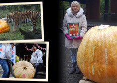 Noslēdzies Latvijas lielāko ķirbju čempionāts, kurā uzvarēja līdz šim Latvijā vēl nebijis milzenis – 404 kilogramus smags ķirbis, kurš izaudzis Kurmāles pagastā. Pēc čempionāta ar milzu ogām mielojās Amūras tīģeri.