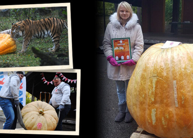 Latvijā izaudzēts līdz šim milzīgākais ķirbis – 404 kilogramus smags. FOTO