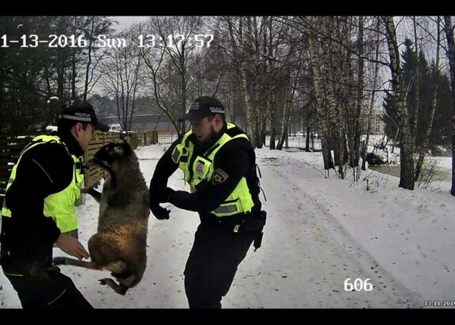 Policisti trenkā Roberta Klimoviča pazudušās avis. FOTO