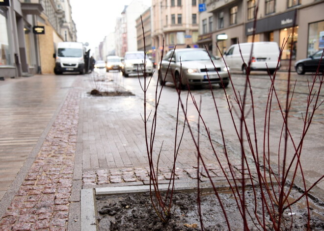 Stādījumi Krišjāņa Barona ielā