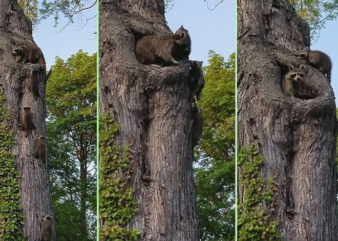 Jenotu māmiņa liek migā mazos jenotiņus. VIDEO