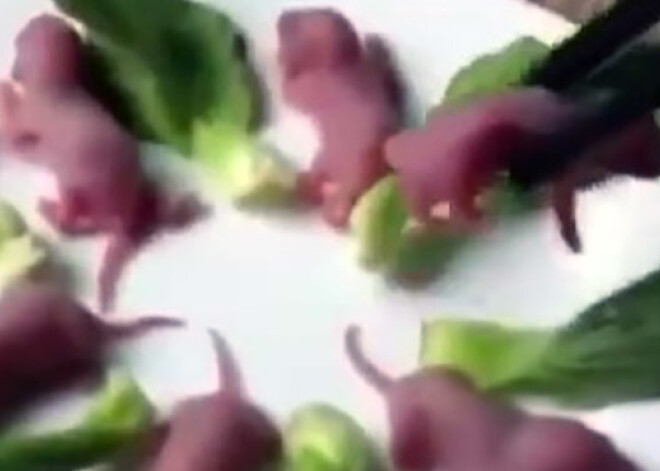 Самое ужасающее блюдо в мире с живыми мышатами. ВИДЕО