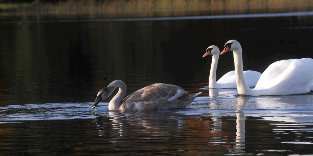 Nozares speciālisti arī atzinuši, ka nākamgad Latvijas lauku tūrisma uzņēmējus apdraud tieši nodokļu un citu izmaksu pieaugums.