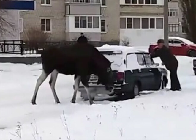 Alnis Krievijā kaifo un sildās pie žigulīša izpūtēja. VIDEO