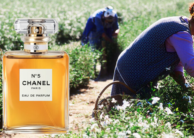 Dzelzceļa būve apdraud leģendārās smaržas "Chanel No 5"