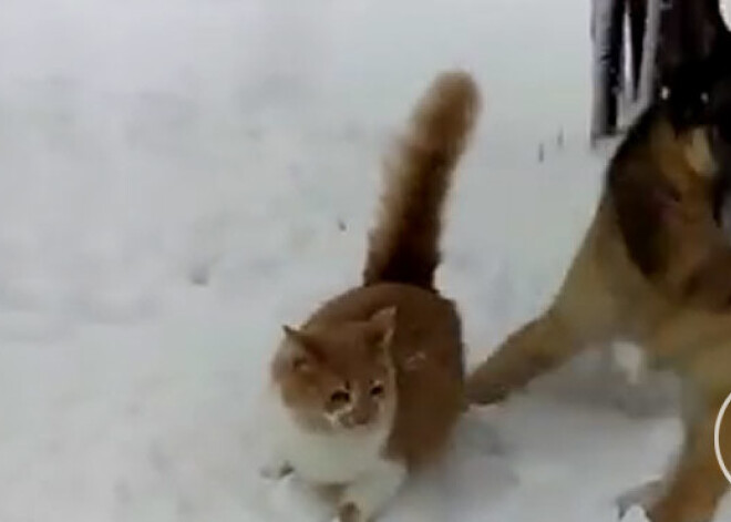 Sajūsma par sniegu kaķim izvēršas pamatīgā pārdzīvojumā. VIDEO