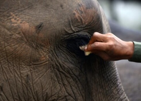 Ziloņi uzbrukuši Praseni ciematam rītausmā, kad miglas dēļ bijusi slikta redzamība.