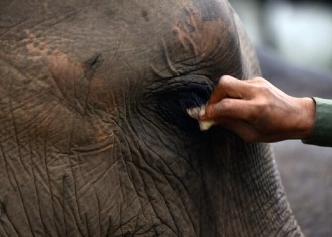 Ziloņu bars Nepālā uzbrucis ciematam