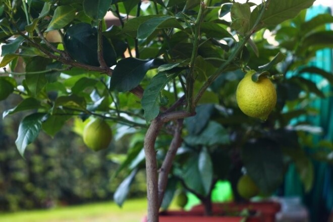 No ķiršu, plūmju, aprikožu kauliņiem un apelsīnu un citronu sēkliņām var sagaidīt izaugam jaunus koku stādiņus.