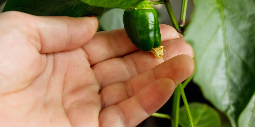 Veselīgi un lēti: audzē biodārzeņus un garšaugus virtuvē uz palodzes