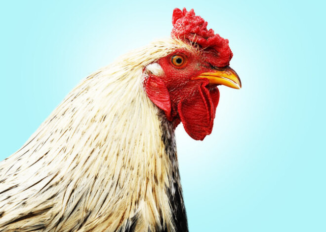 Встречаем Огненного Петуха! Китайский гороскоп на год