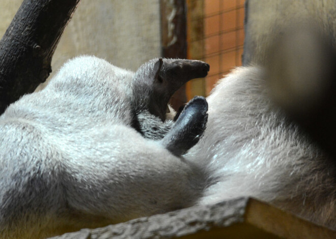 Skudrulācēns un citi mazuļi Rīgas Zoodārzā