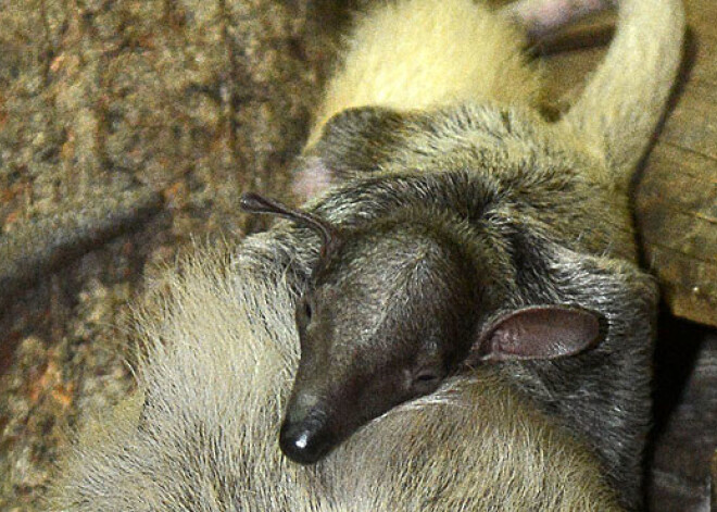 Pavasarīgi jaunumi Zoodārzā: piedzimis skudrulācēns un citi mazuļi. FOTO