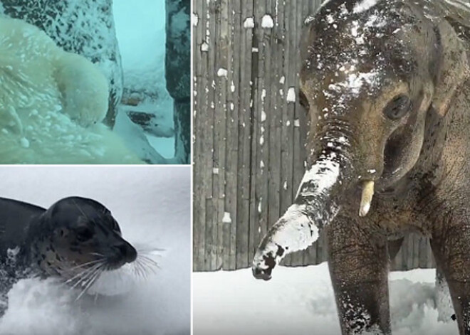 Sniega dēļ slēgtā zoodārzā dzīvniekiem sākas īstie ziemas prieki. VIDEO