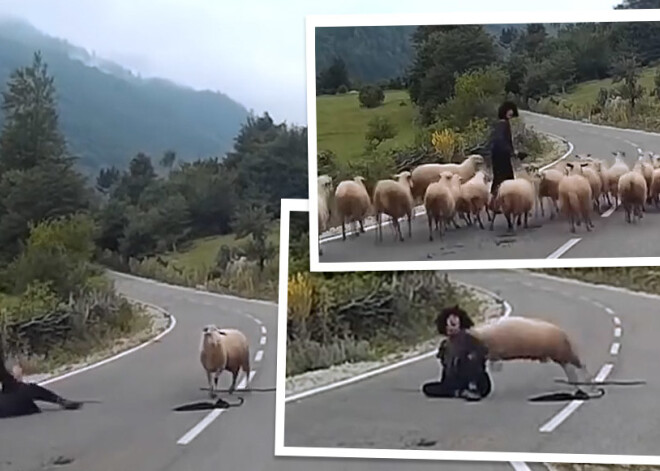 Aitu gans piedzīvo savu ļaunāko murgu. VIDEO