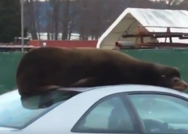 Kā viņš to dabūja gatavu? Cilvēkus sajūsmina dīvainu atpūtas vietu atradušais jūras lauva. VIDEO