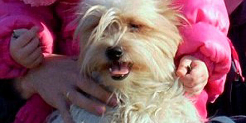 Тори замерзла насмерть, после того как хозяева оставили ее на морозе, а сами сели в самолет и улетели