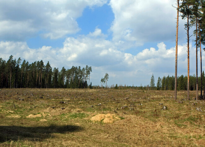 Cīņā pret noziedzīgo pasauli Latvijas mežos devušies privātdetektīvi. Viņu nolīgšana esot attaisnojusies