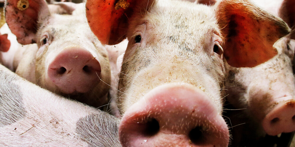 Valsts ĀCM skartajai saimniecībai Krimuldā kompensēs 695 000 eiro, šorīt teica zemkopības ministrs.