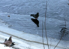 Aktuālā informācija uz 1.februāri par aizliegumu atrasties uz Rīgas ūdenstilpju ledus