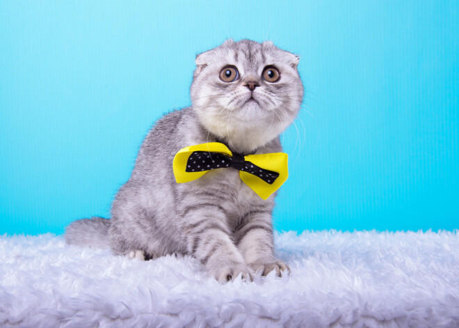 Tavs horoskops šodienai. Otrdiena, 7. februāris