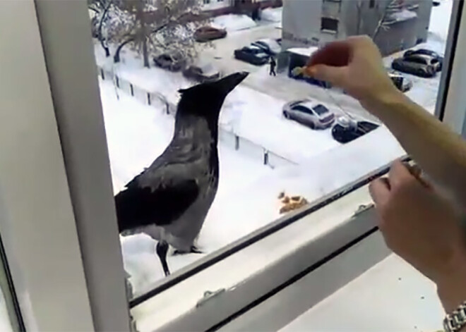 Vārna pamatīgi iznes cauri sievieti, kura viņu baroja ar rupjmaizi. VIDEO