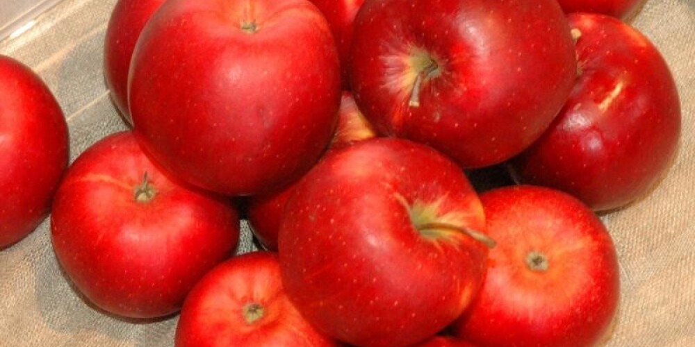 Dabas muzejā notiks tradicionālā ābolu izstāde