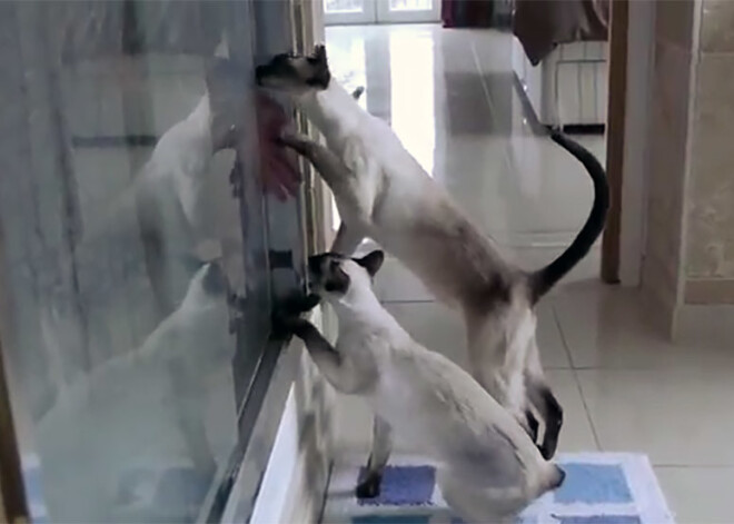 Tramīgi Siāmas kaķi neļauj nomazgāties dušā. VIDEO