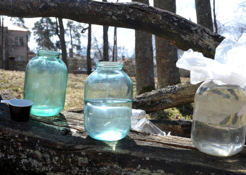 Kļavu sula ir saldāka, līdz ar to tās sasalšanas temperatūra nav tik augsta kā bērzam.