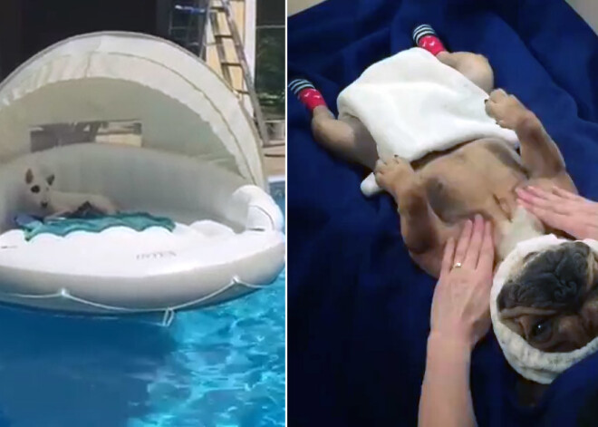 Suņuku SPA: šos mīluļus nudien var apskaust. VIDEO