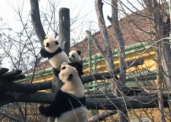 Pandu dvīņi gādīgās mātes uzraudzībā pirmo reizi apskata āra teritoriju