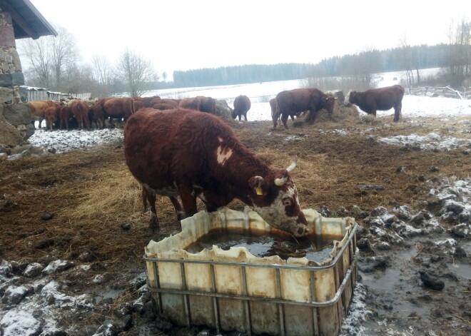 Kalētu pagastā zviedram piederošā nolaistā fermā atrasti desmit nobeigušies mājlopi