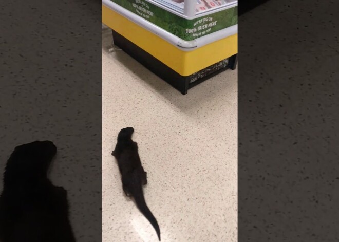 Видео: выдра прогуливается по магазину