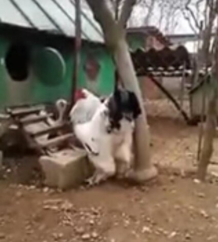 Петух действительно выглядит необычно!