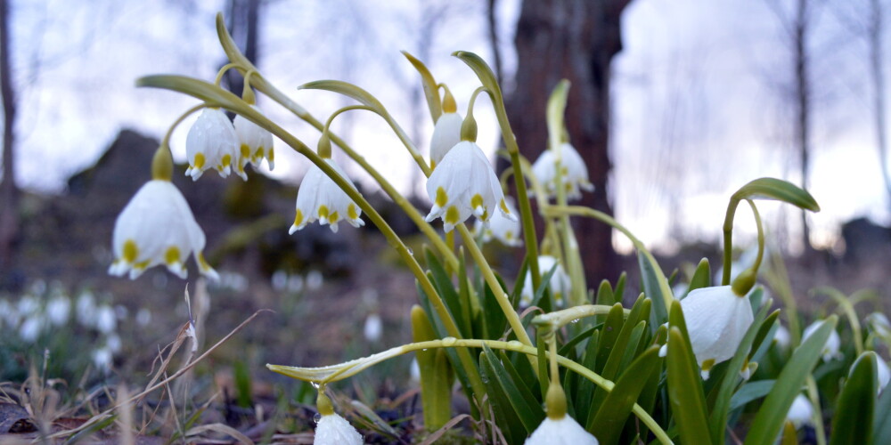 Šodien sākas astronomiskais pavasaris: zied sniegpulkstenītes un mostas daba