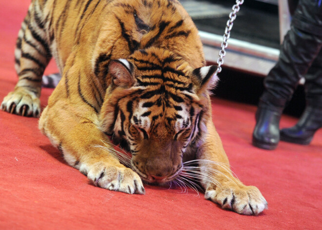 В Сейм подано 26 000 подписей против использования животных в цирке